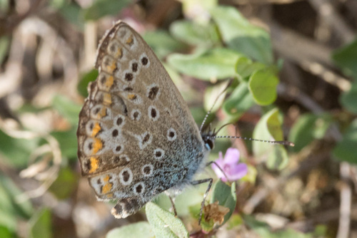 Common Blue