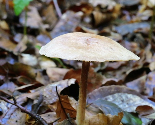 Wood Woolly-foot