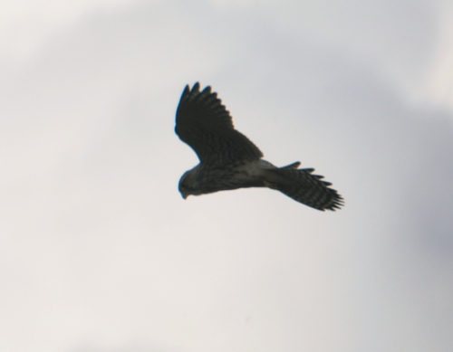 Eurasian Kestrel