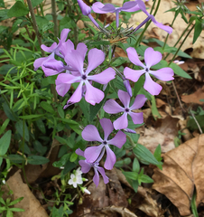 Phlox divaricata divaricata