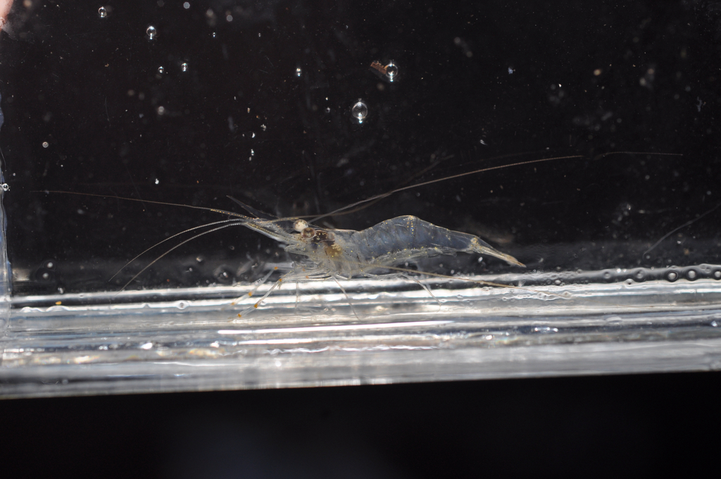 Palaemon ogasawaraensis