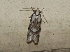 Palimmeces hemiphanes