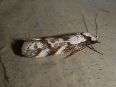 Palimmeces hemiphanes