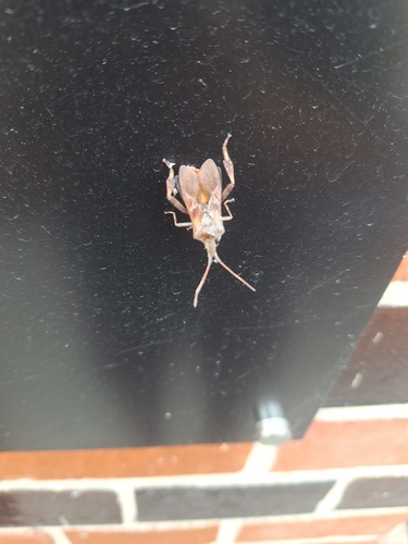 Western Conifer Seed Bug
