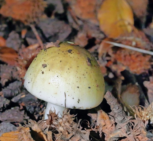 Deathcap