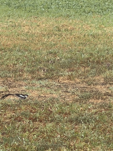 Pin-tailed Whydah