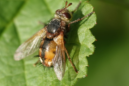 Common Tachinid