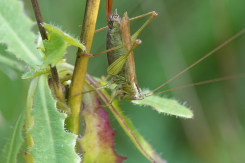 Long-winged Conehead