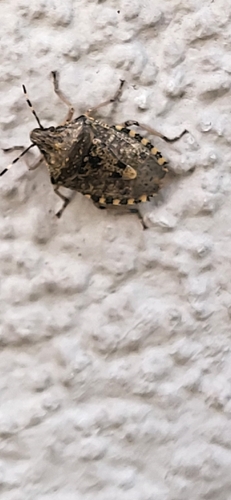 Mottled Stink Bug