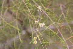 Melaleuca tamariscina