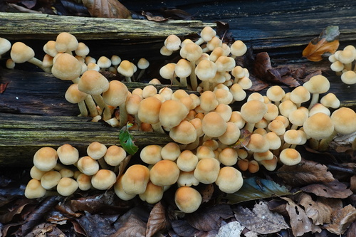 Sulphur Tuft