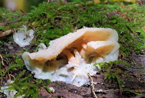 Trembling Crust