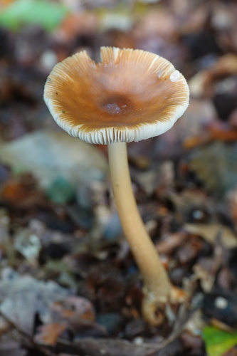 Tawny Grisette