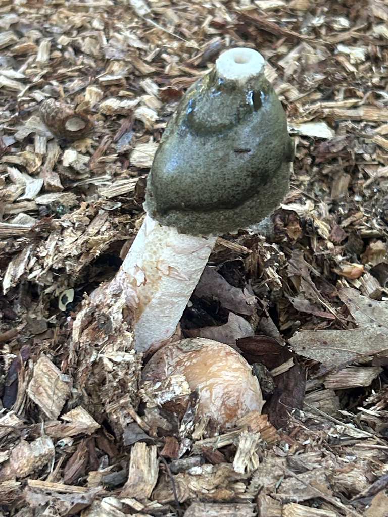 Ravenel's stinkhorn · October 2026 · photo: Photo: (c) martin_livezey, some rights reserved (CC BY) · iNaturalist
