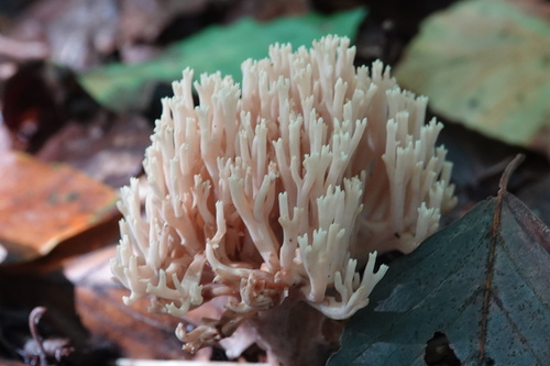 Upright Coral Fungus