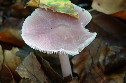Rosy Bonnet