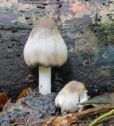 Common Ink Cap