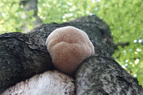 lion's-mane mushroom