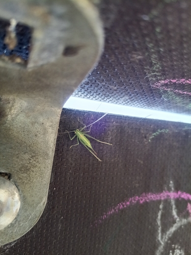 Southern Oak Bush-cricket