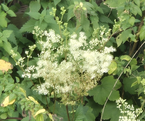 Meadowsweet
