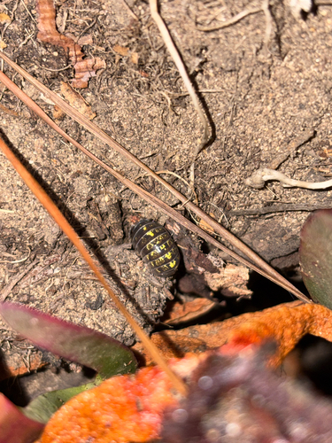 Common Pill Woodlouse