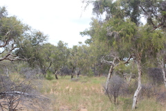 Melaleuca tamariscina