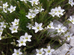 Minuartia adenotricha