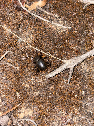 Woolly Darkling Beetle