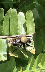 Laphria sackeni
