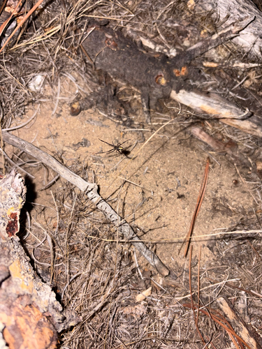 Western Black Widow