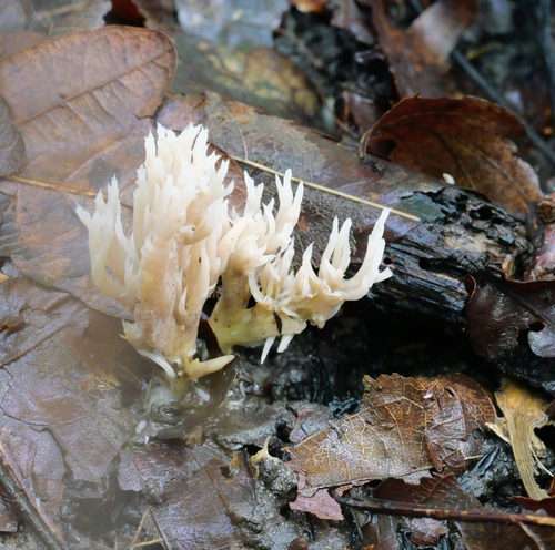 White Coral Fungus