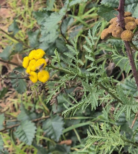 Common Tansy