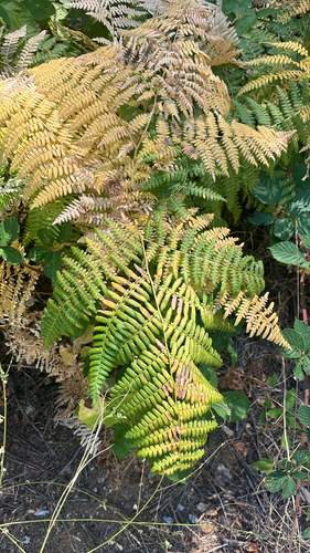 common bracken