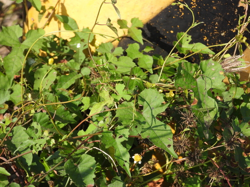 Merremia hederacea observed 2026-10-01