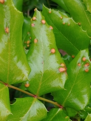 Puccinia graminis