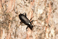 Allecula chilensis