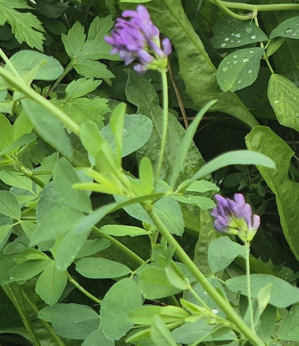 Alfalfa