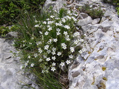 Minuartia adenotricha