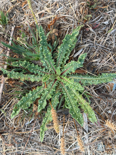 bristly oxtongue