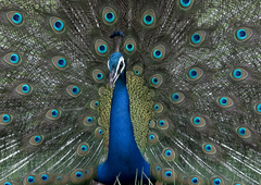 Pavo cristatus