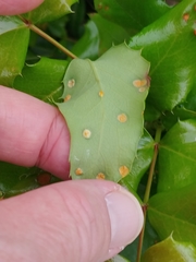 Puccinia graminis