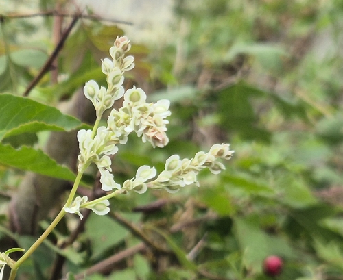 Bukhara Fleeceflower
