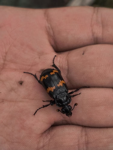 Nicrophorus mexicanus