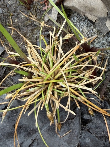 Eleocharis flavescens observed 2026-09-29