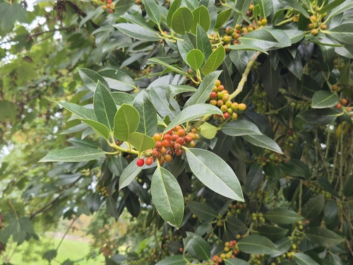 European holly