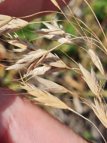 Bromus squarrosus observed 2026-10-01