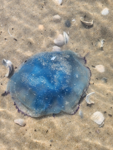 Dustbin-lid Jelly