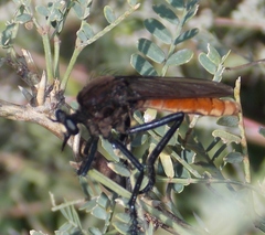 Archilestris magnificus