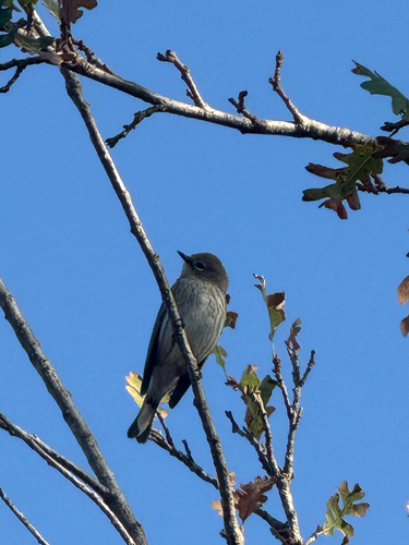 Yellow-rumped Warbler