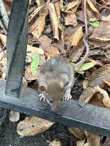 Rat photographed near here on 2026-09-29